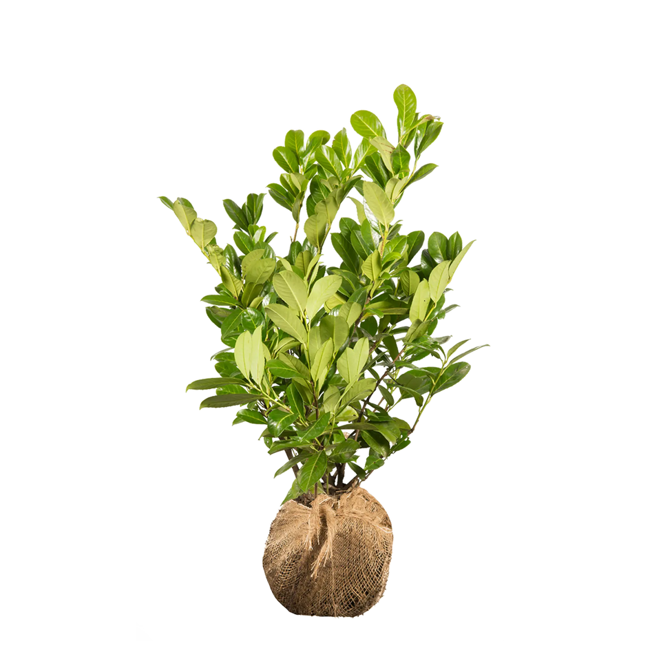 Laurbærkirsebær Rotundifolia