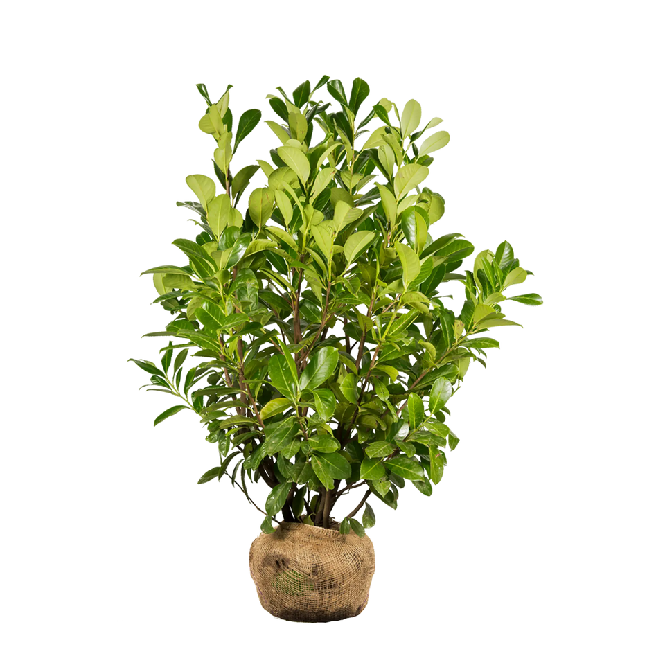 Laurbærkirsebær Rotundifolia