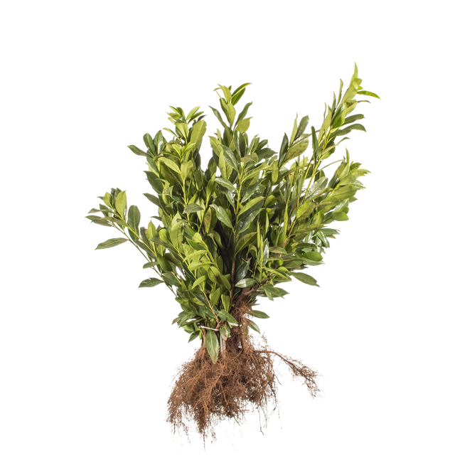 Laurbærkirsebær Caucasica