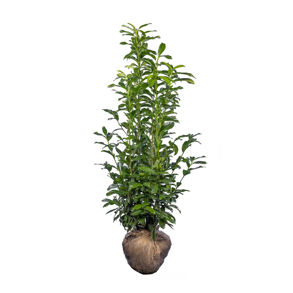 Laurbærkirsebær Genolia ®