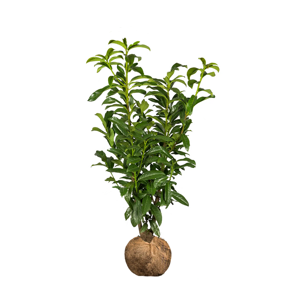 Laurbærkirsebær Genolia ®