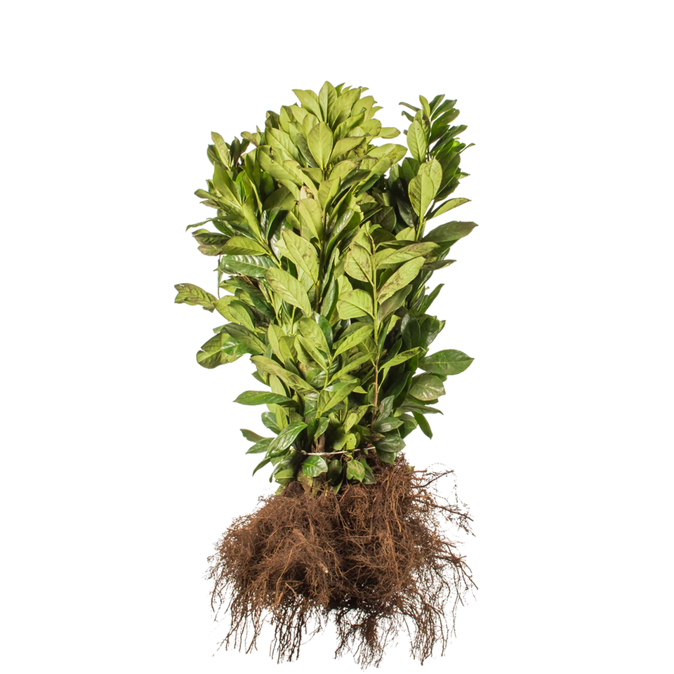 Laurbærkirsebær Novita