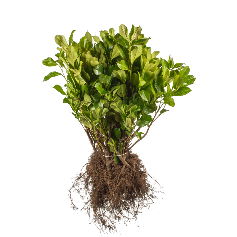 Laurbærkirsebær Rotundifolia