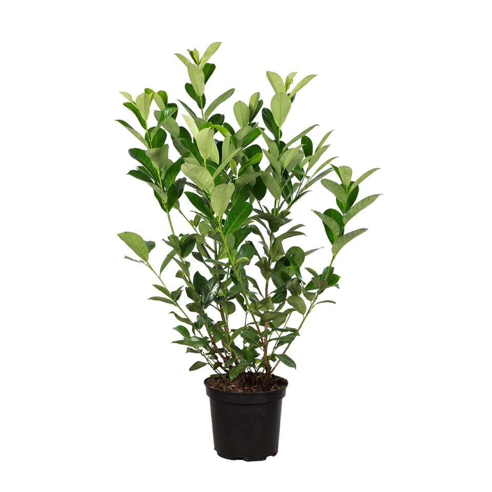 Laurbærkirsebær Rotundifolia