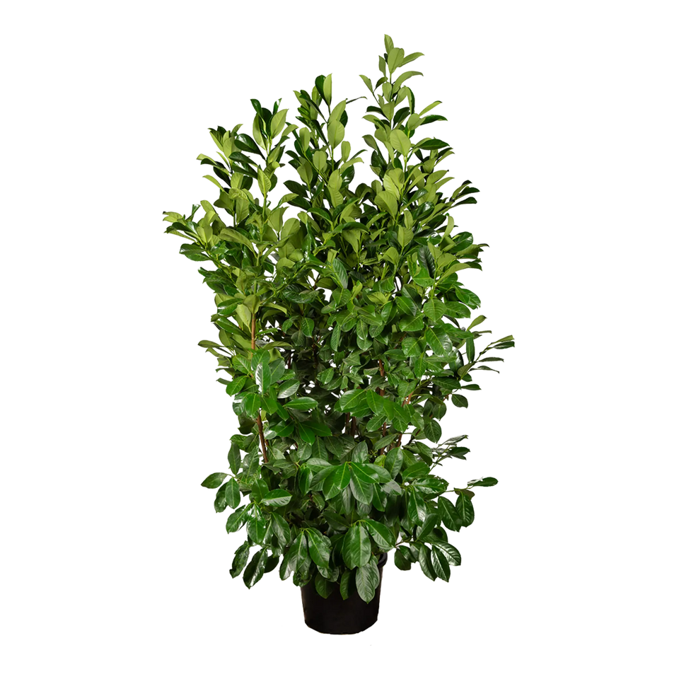 Laurbærkirsebær Rotundifolia