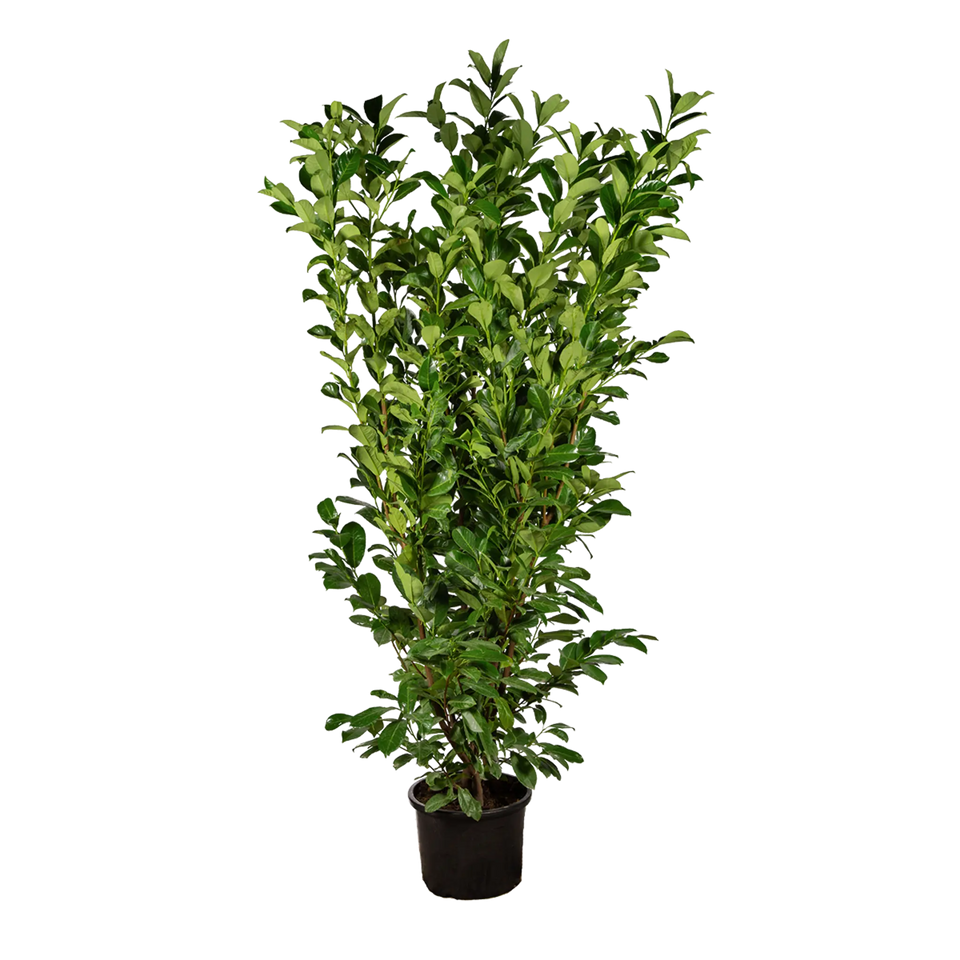 Laurbærkirsebær Rotundifolia