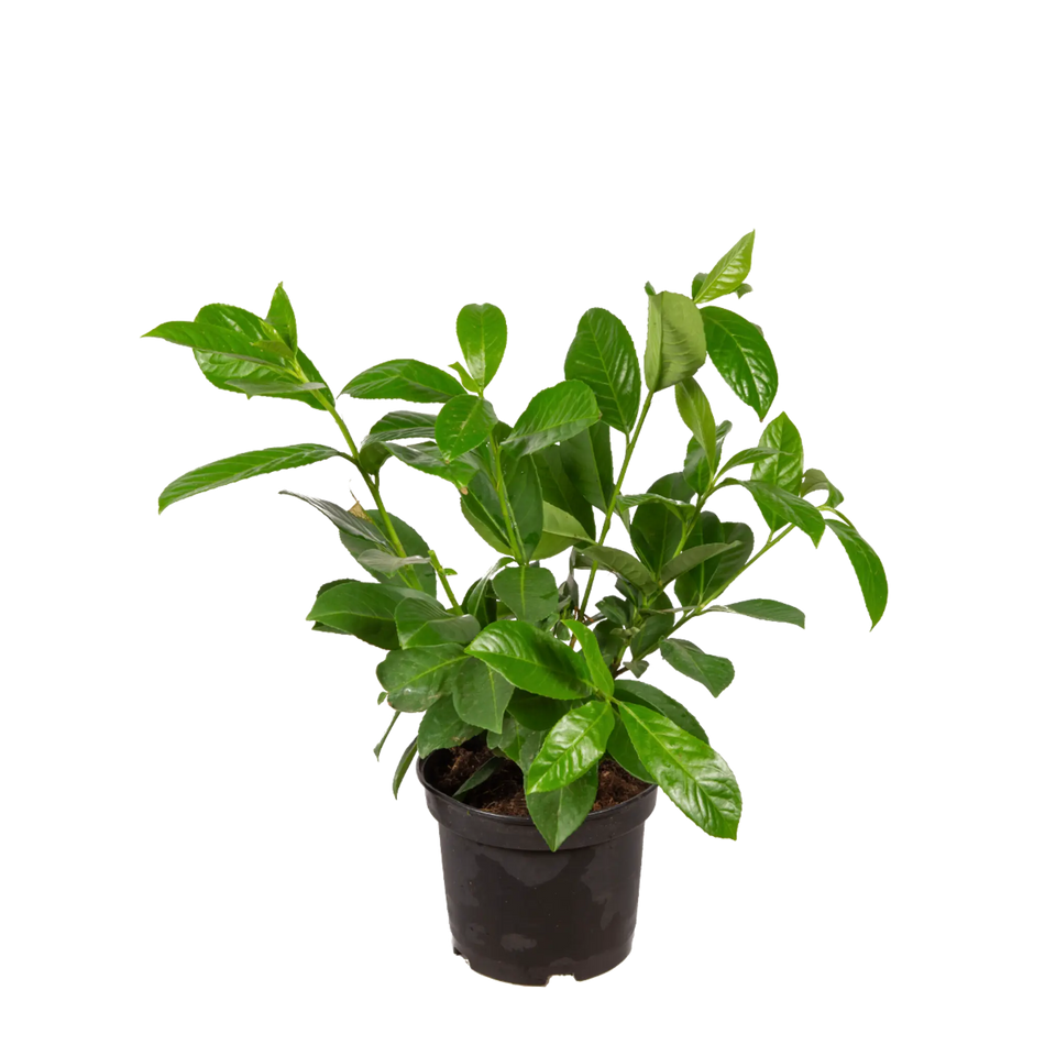 Laurbærkirsebær Rotundifolia