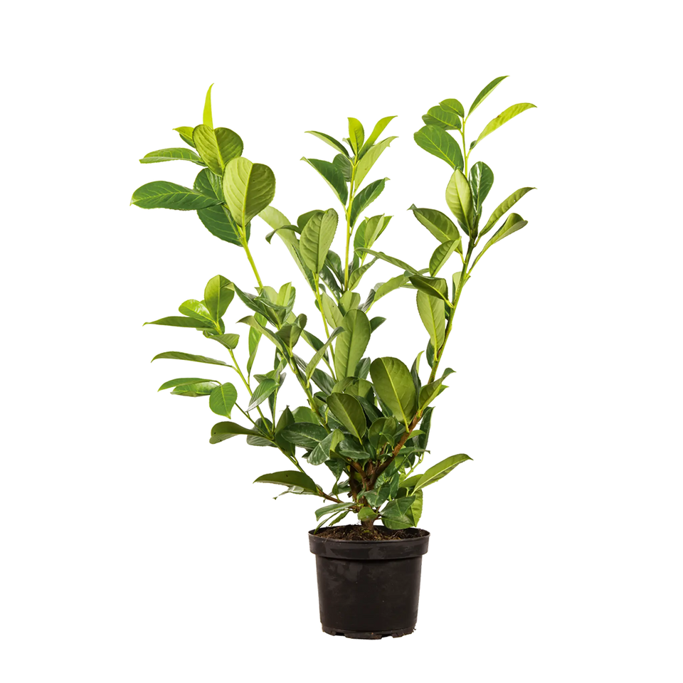 Laurbærkirsebær Rotundifolia