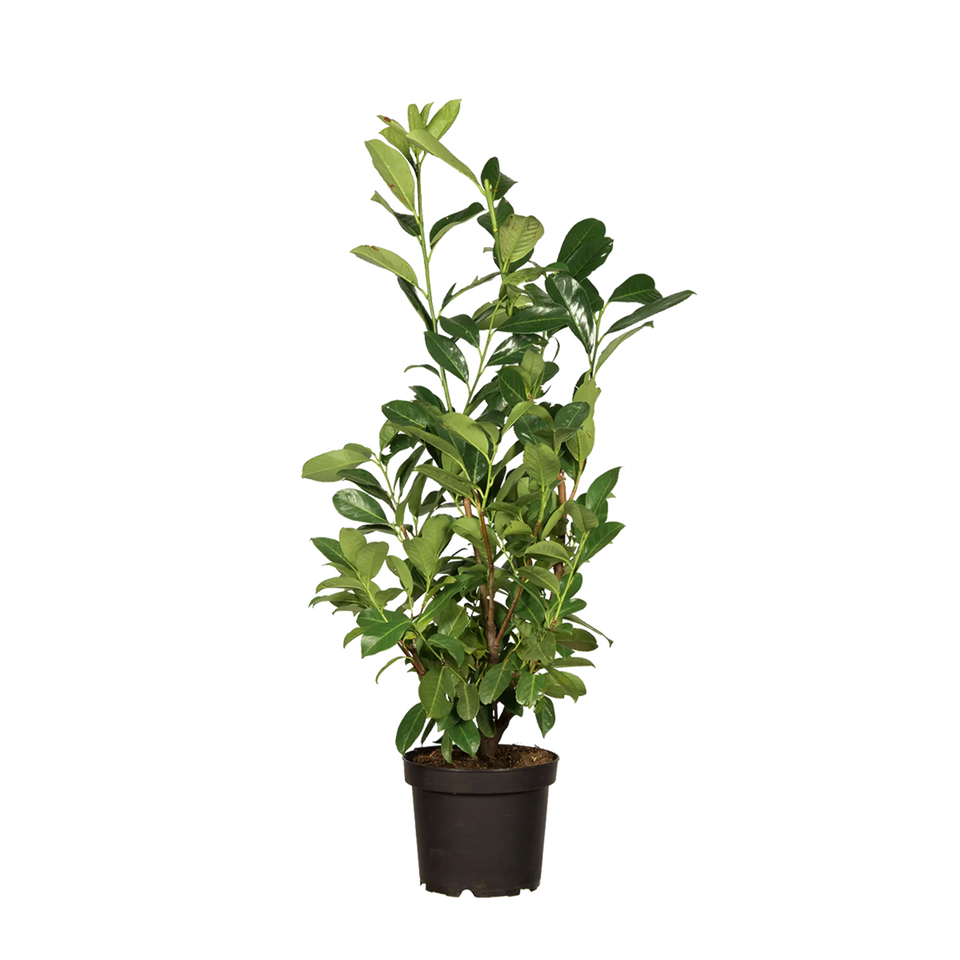 Laurbærkirsebær Rotundifolia