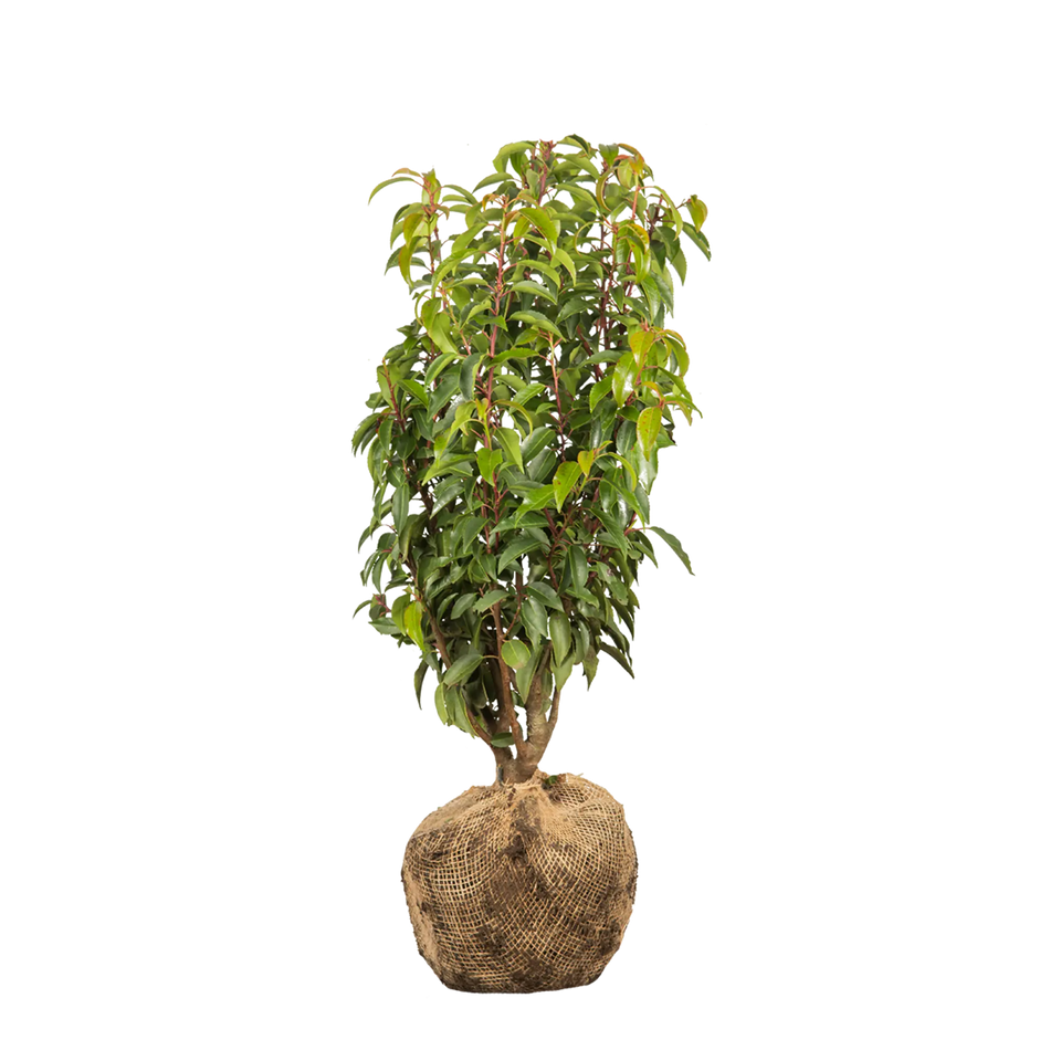 Portugisisk laurbær (Prunus lusitanica 'Angustifolia')