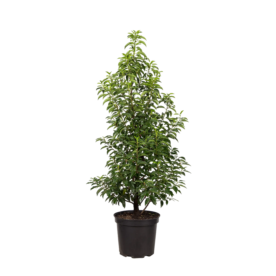 Portugisisk laurbær (Prunus lusitanica 'Angustifolia')