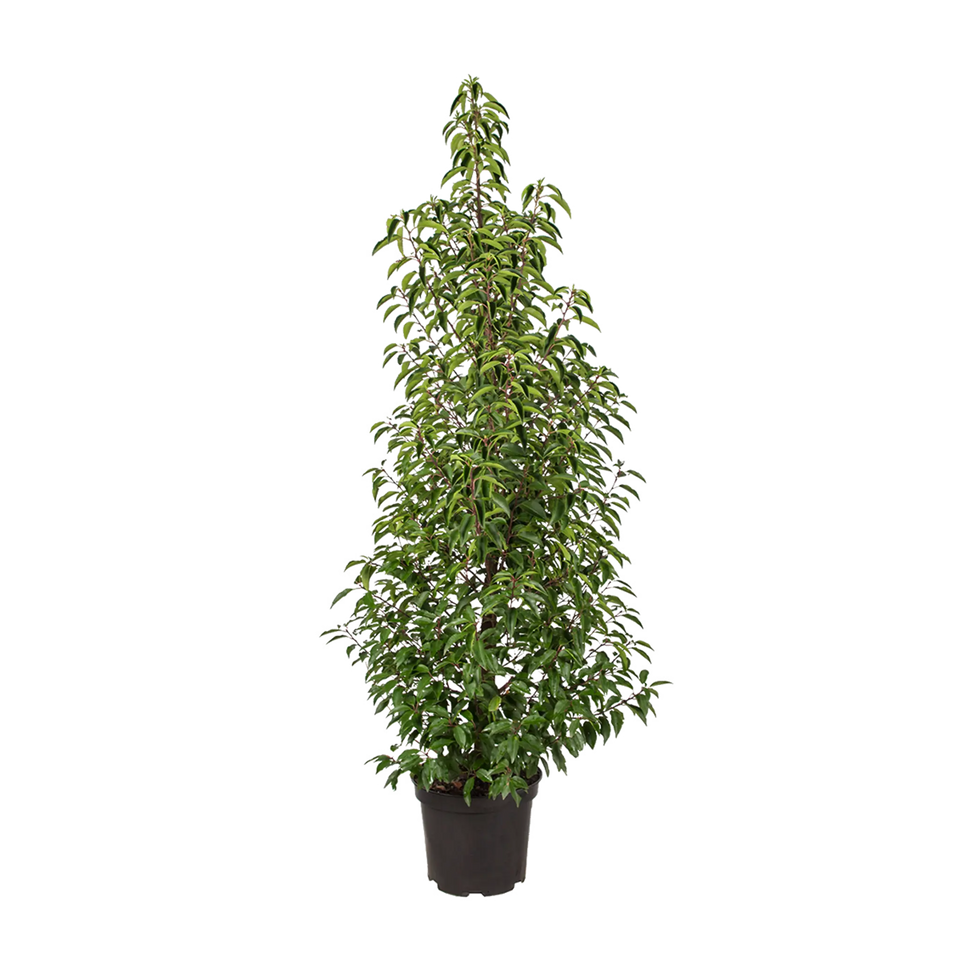 Portugisisk laurbær (Prunus lusitanica 'Angustifolia')