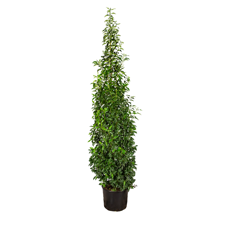 Portugisisk laurbær (Prunus lusitanica 'Angustifolia')