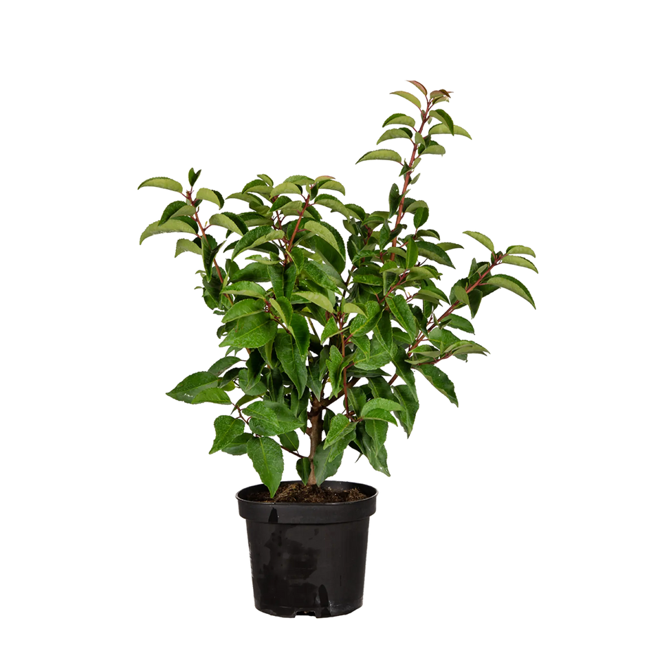 Portugisisk laurbær (Prunus lusitanica 'Angustifolia')