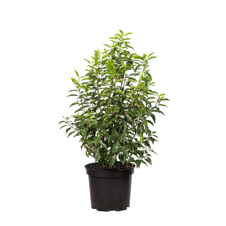 Portugisisk laurbær (Prunus lusitanica 'Angustifolia')