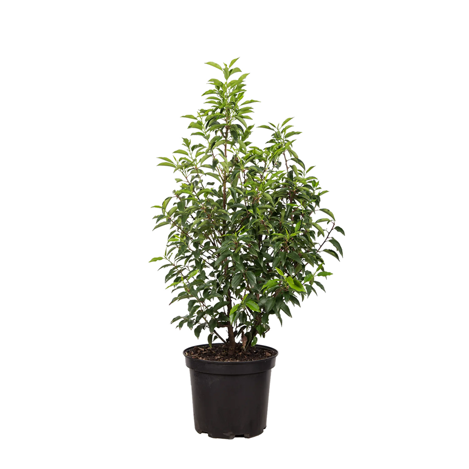 Portugisisk laurbær (Prunus lusitanica 'Angustifolia')
