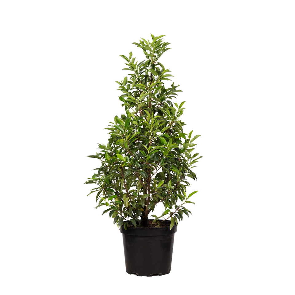 Portugisisk laurbær (Prunus lusitanica 'Angustifolia')