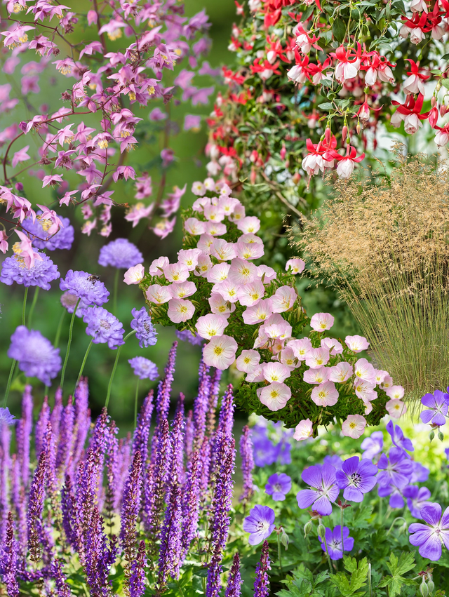 Færdigbed med lang blomstring