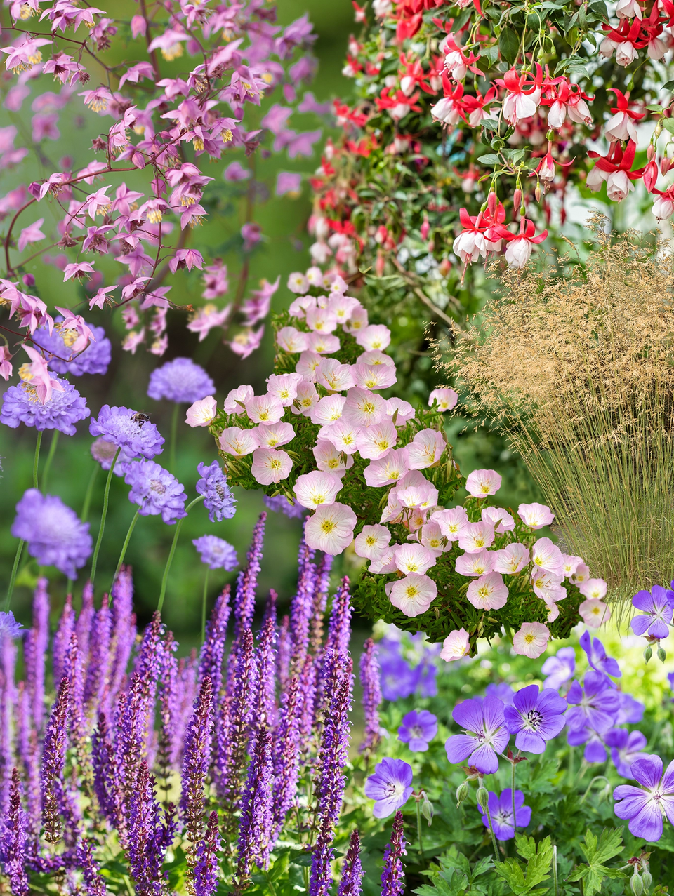 Færdigbed med lang blomstring