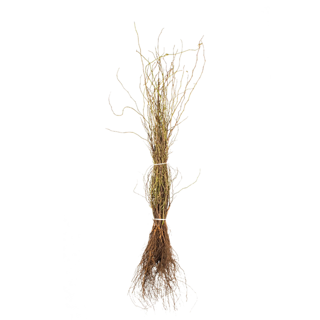 Hunderose