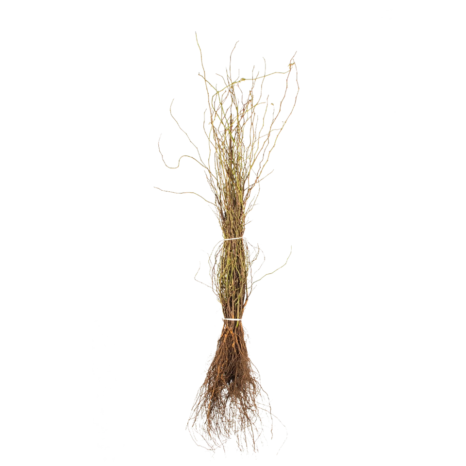 Hunderose