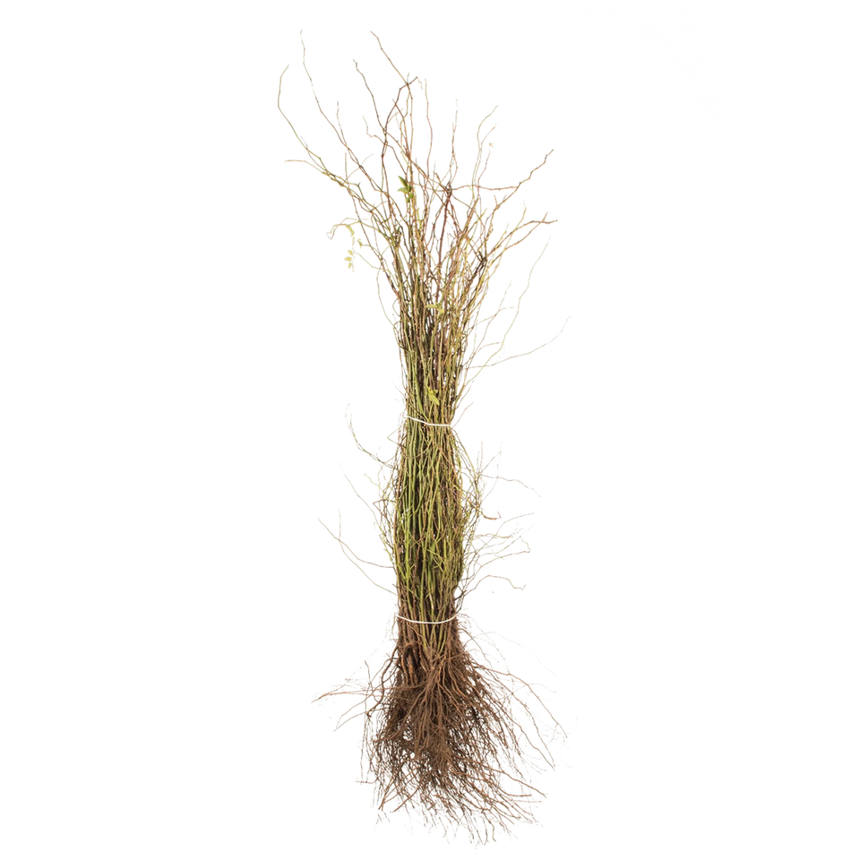 Hunderose