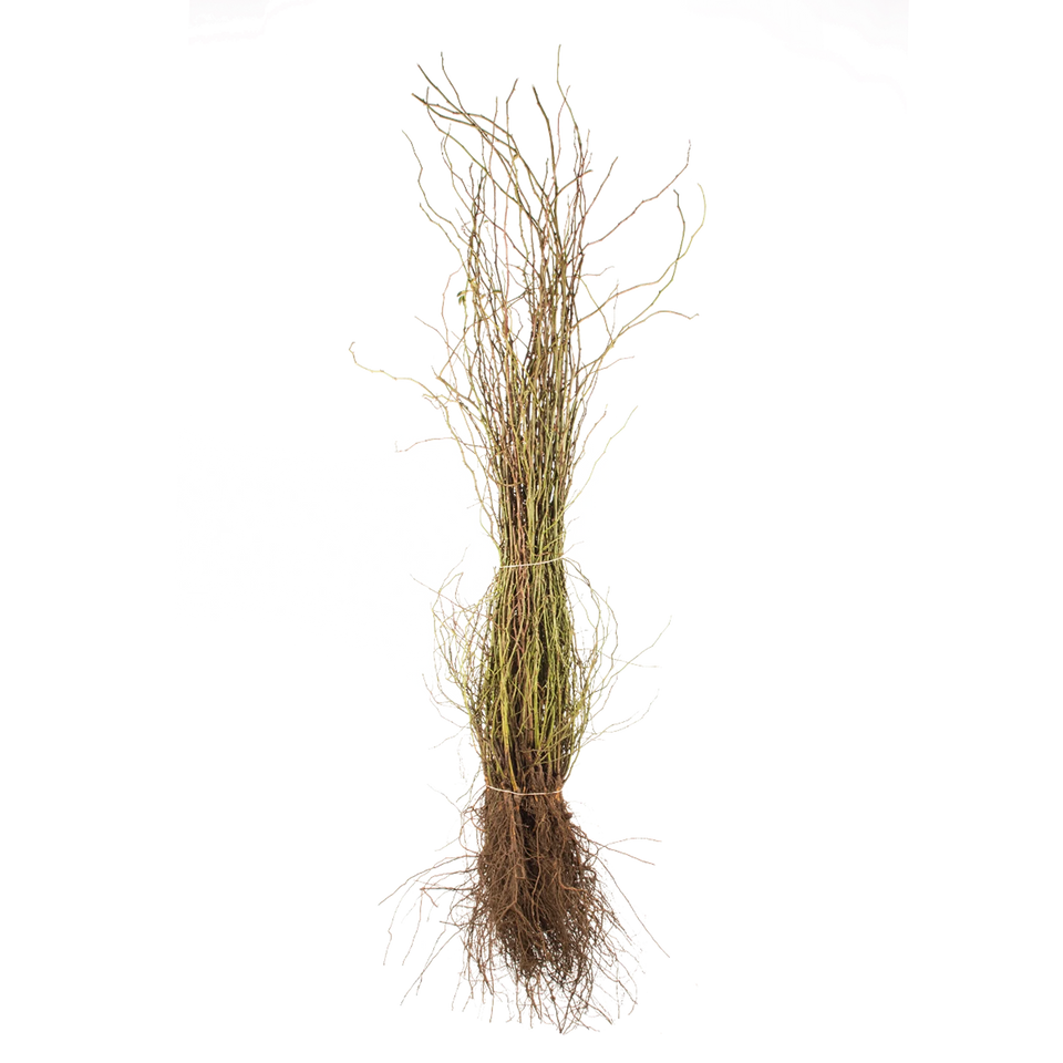 Hunderose