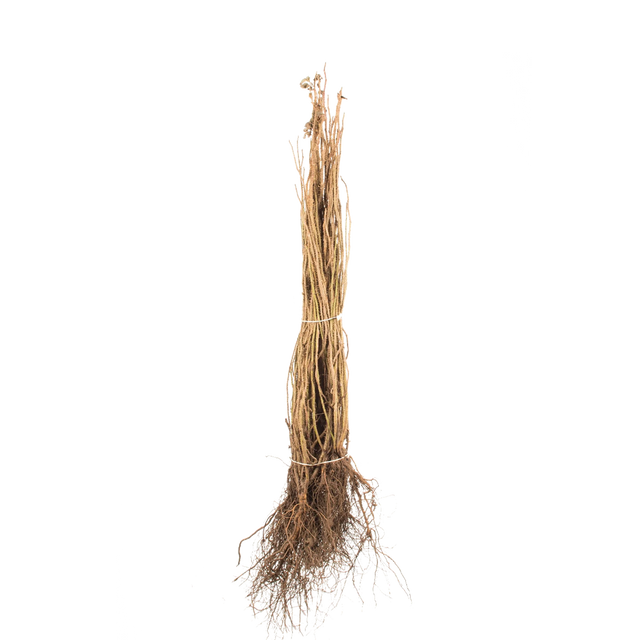 Hybenrose
