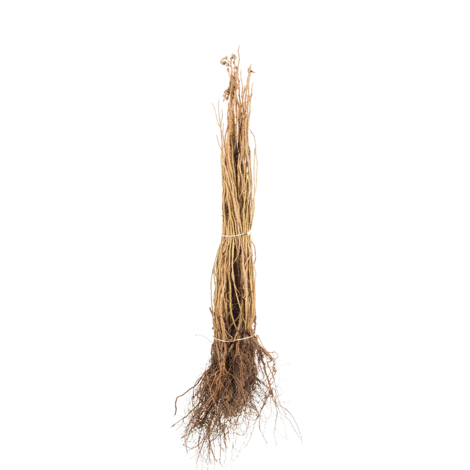 Hybenrose