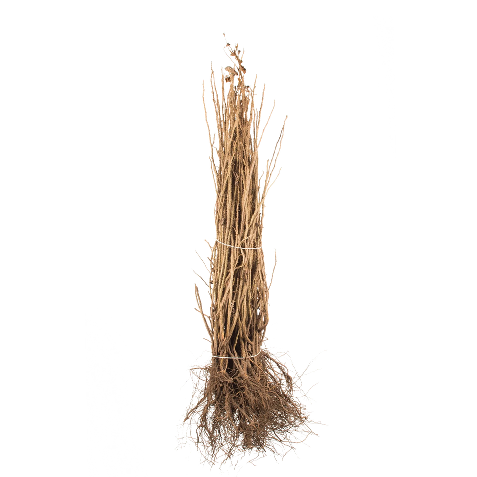 Hybenrose