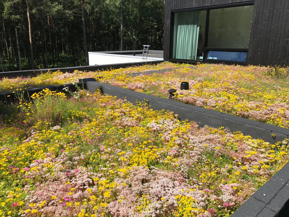 Sedum tagsystem Biodivers letvægts