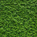 Almindelig Thuja Brabant
