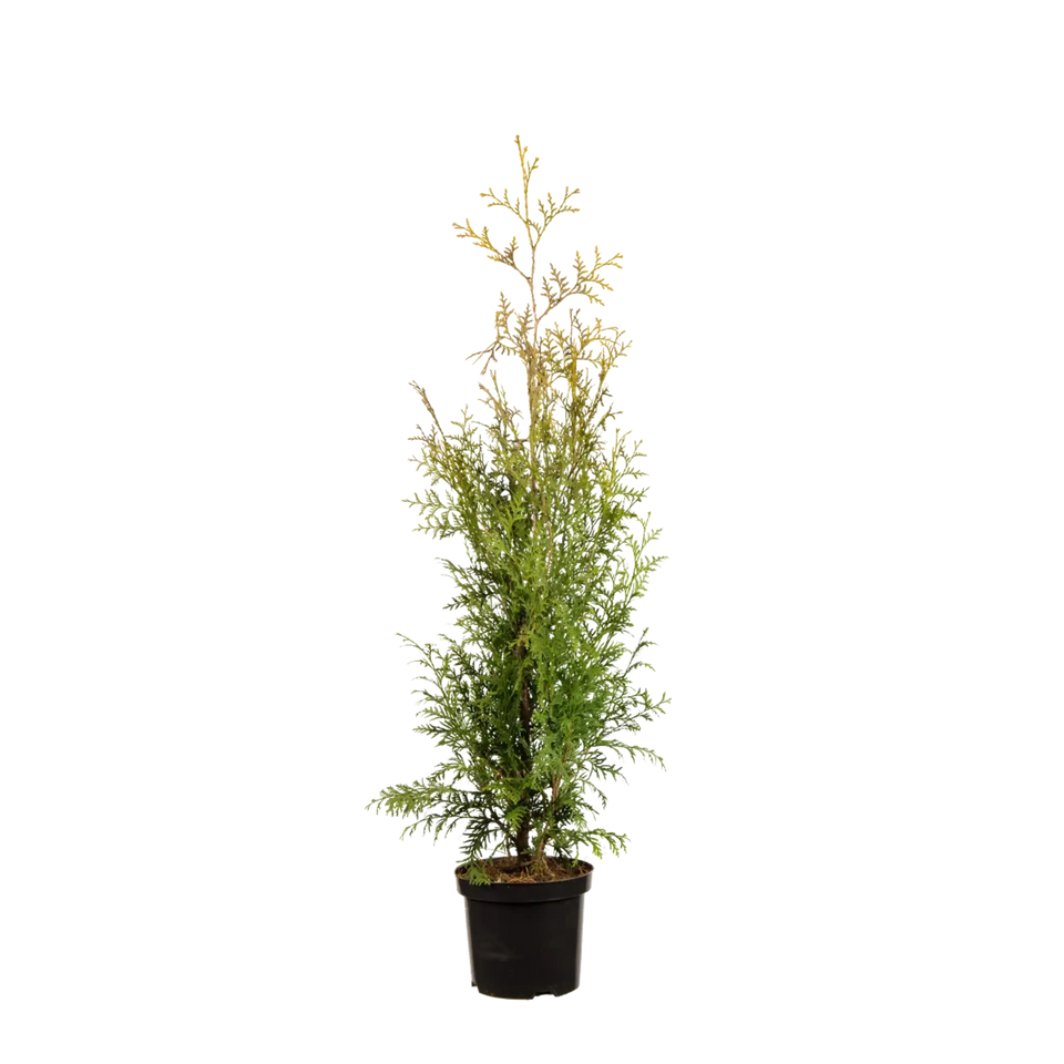 Almindelig Thuja Brabant