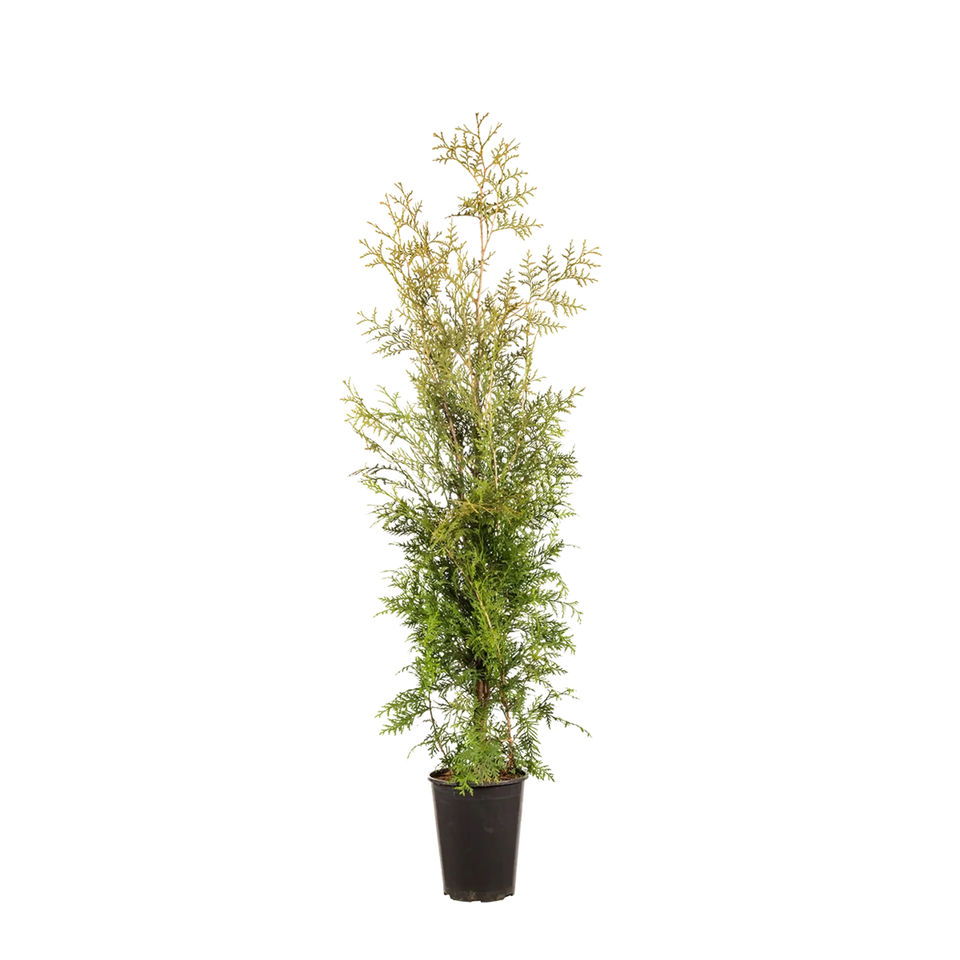 Almindelig Thuja Brabant