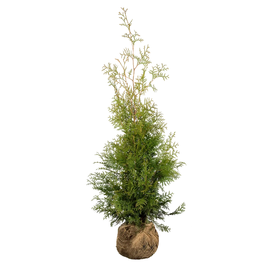 Almindelig Thuja Brabant