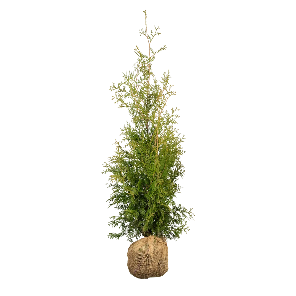 Almindelig Thuja Brabant