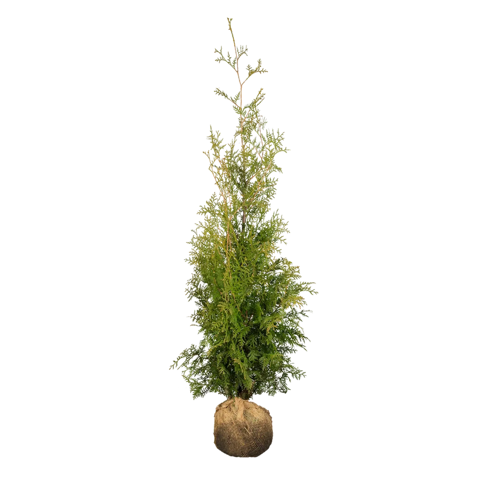 Almindelig Thuja Brabant