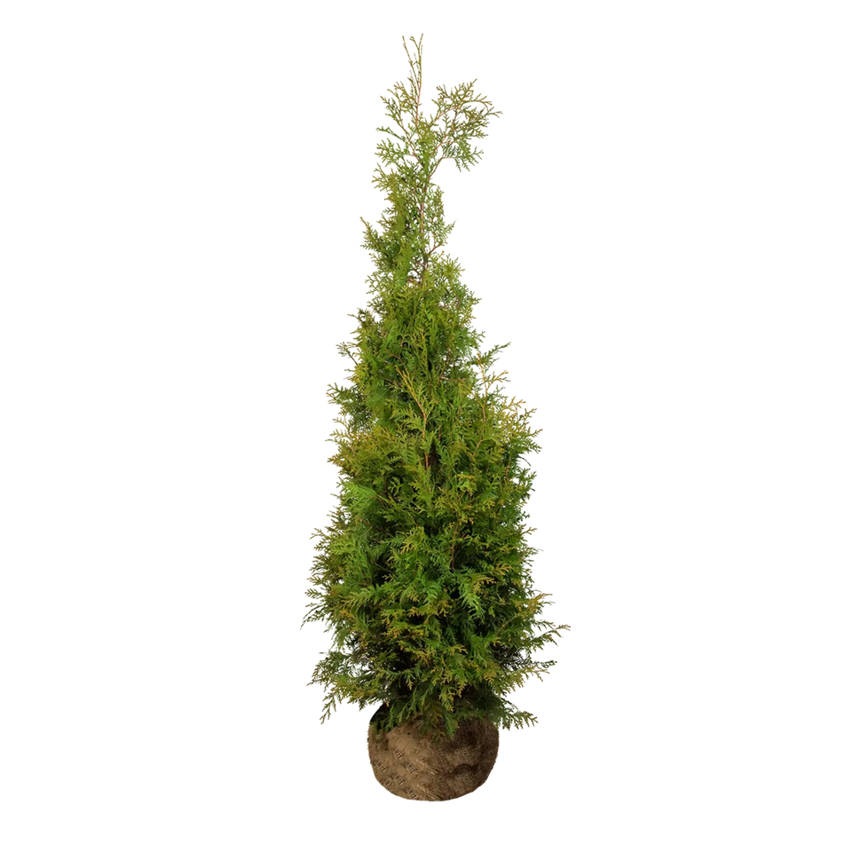 Almindelig Thuja Brabant