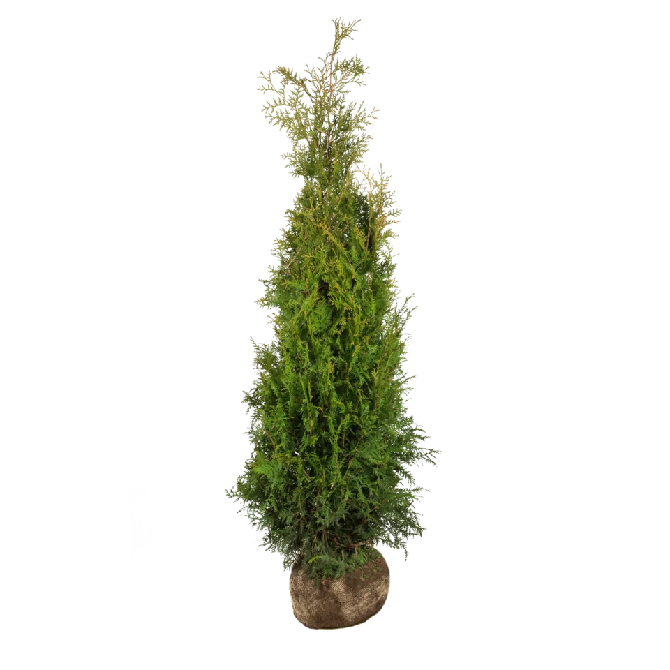 Almindelig Thuja Brabant