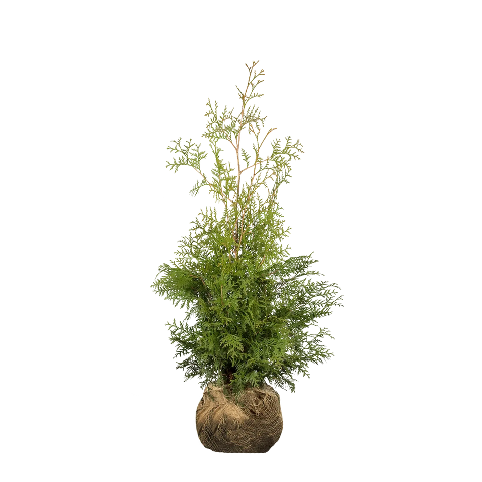 Almindelig Thuja Brabant