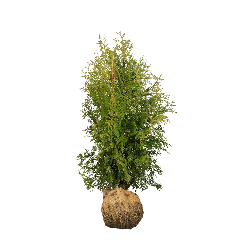 Almindelig Thuja Brabant