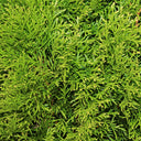 Almindelig Thuja Smaragd