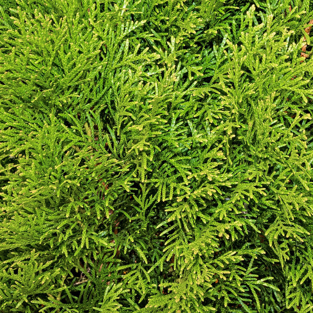 Almindelig Thuja Smaragd