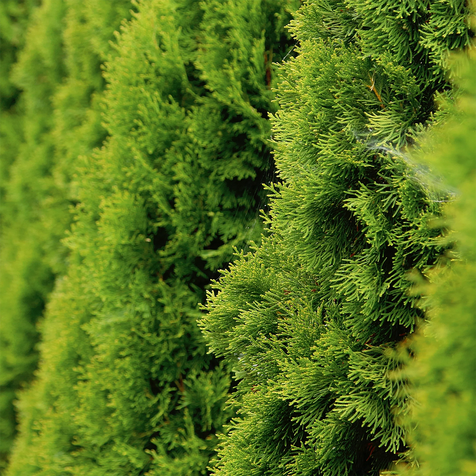 Almindelig Thuja Smaragd