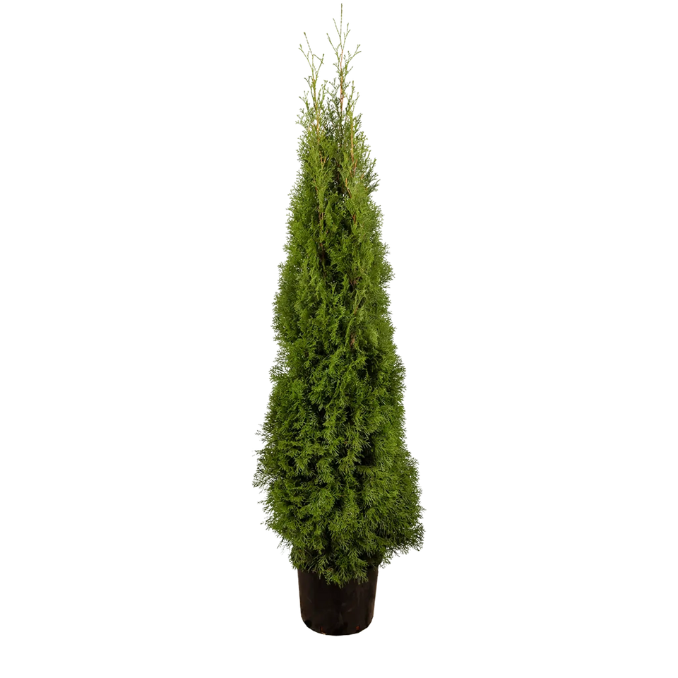 Almindelig Thuja Smaragd
