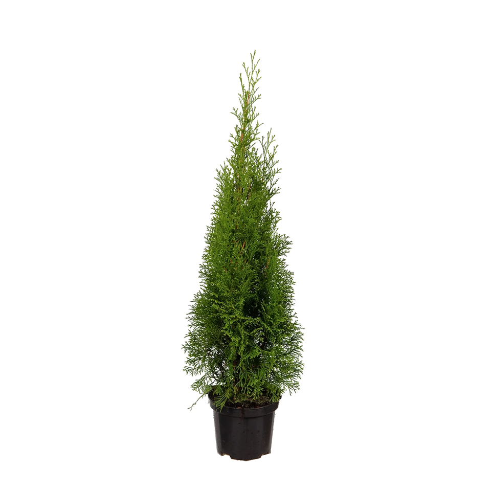 Almindelig Thuja Smaragd