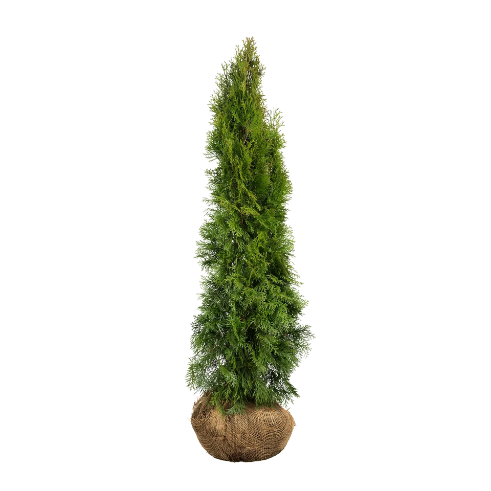 Almindelig Thuja Smaragd