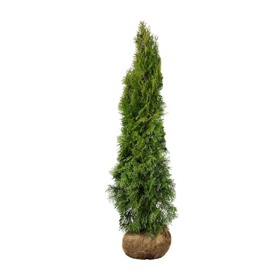 Almindelig Thuja Smaragd