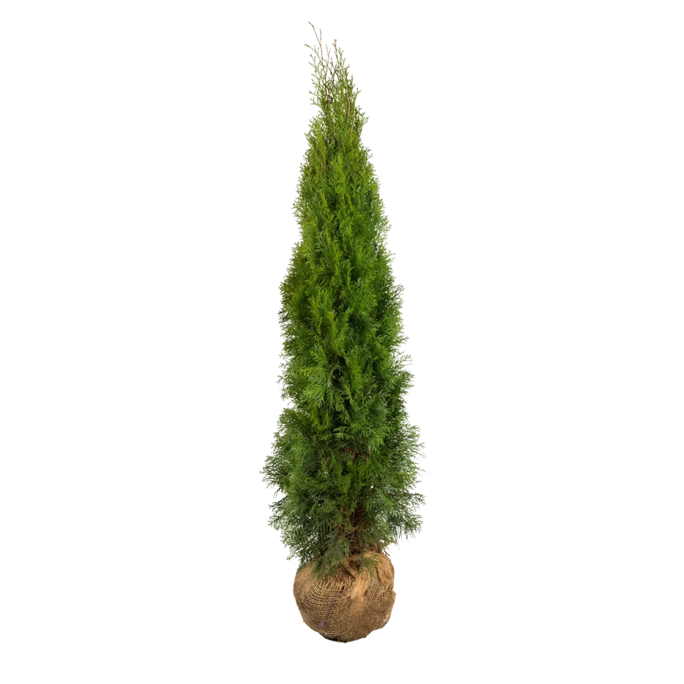 Almindelig Thuja Smaragd