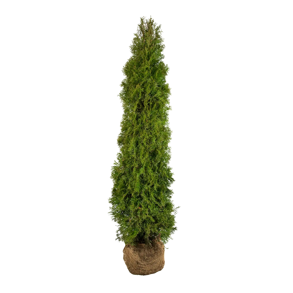 Almindelig Thuja Smaragd